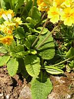Primula Canescens (fam. Primulacees) (02) (Photo F. Mrugala)